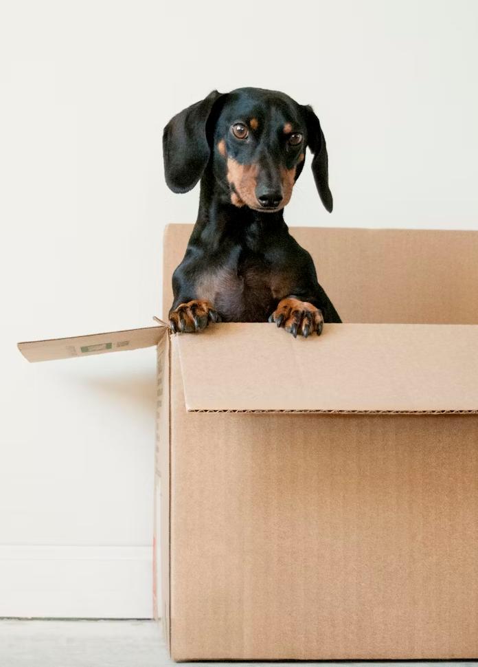 Hund schaut aus einer Kiste