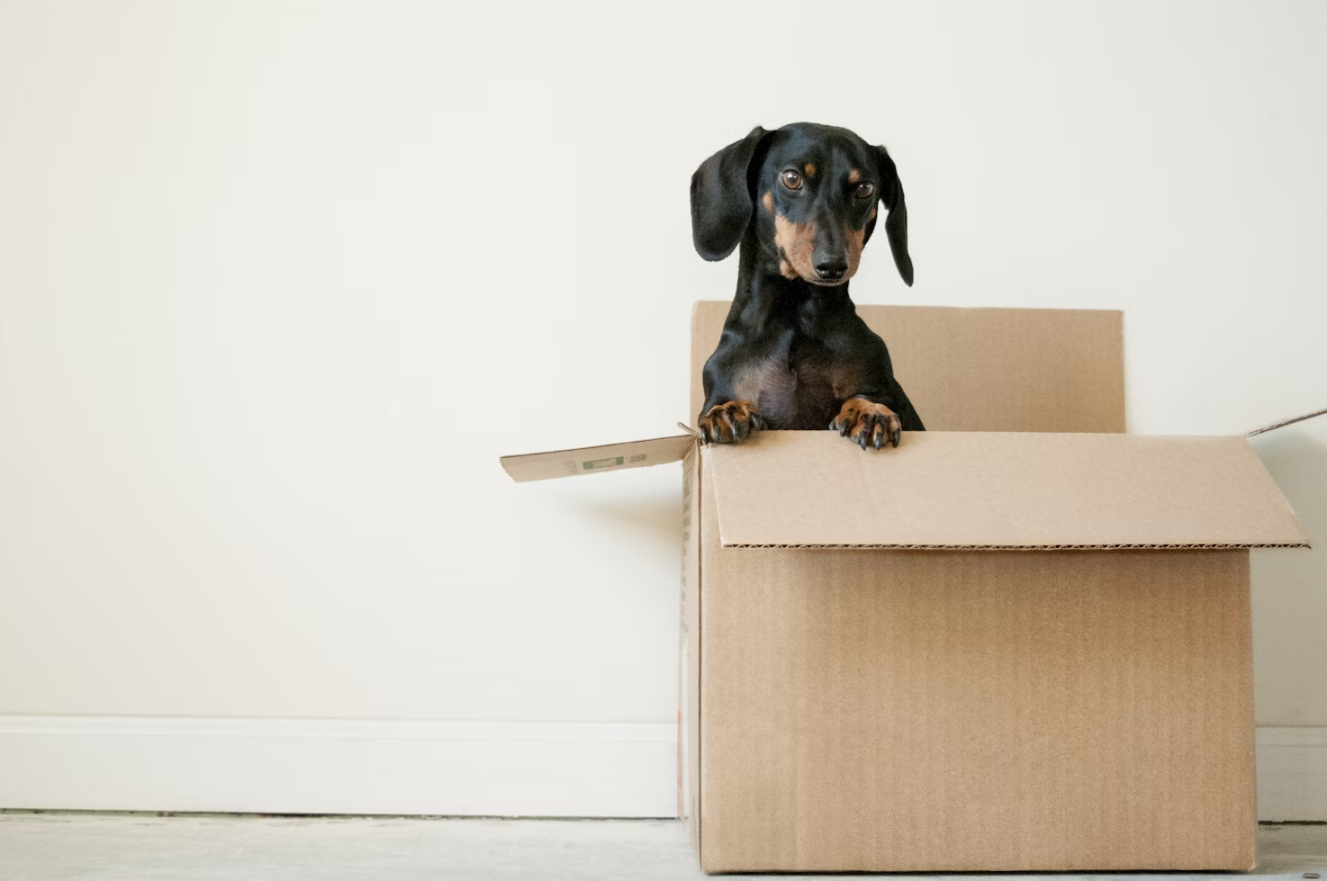 Hund schaut aus einer Kiste